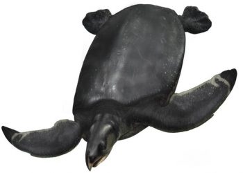 فسیل