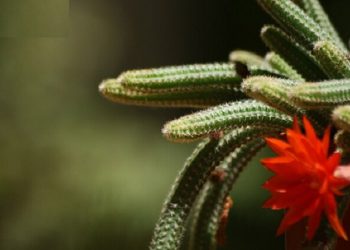 عصاره کاکتوس